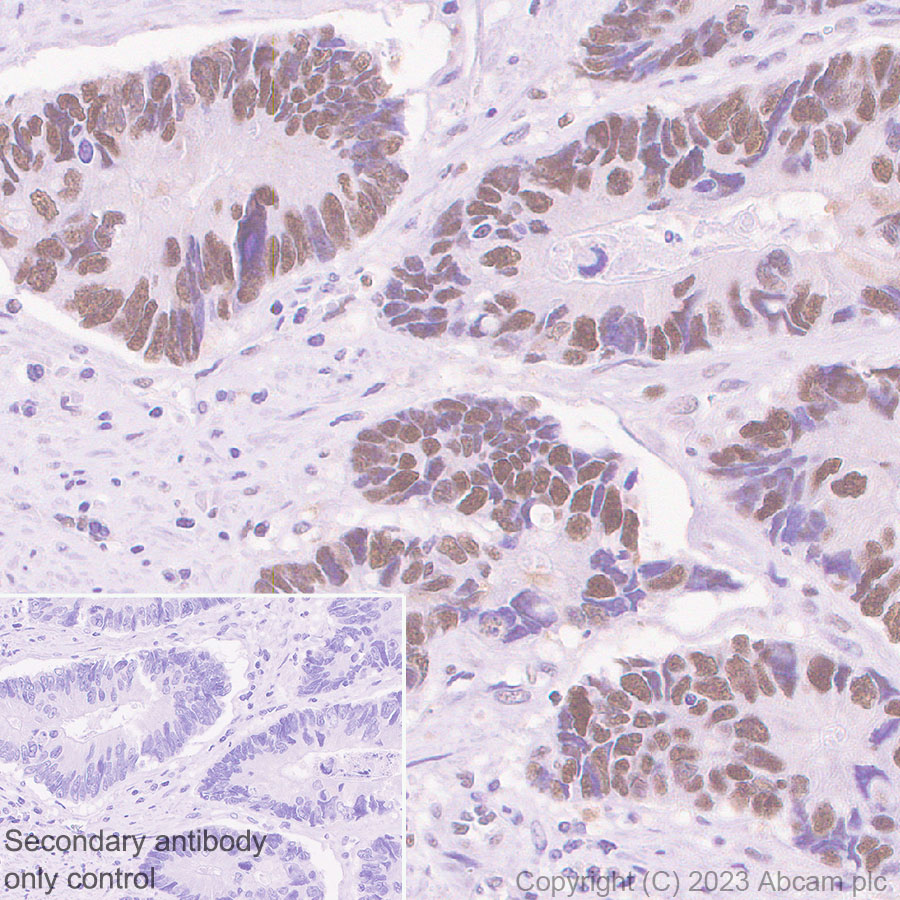 Immunohistochemistry (Formalin/PFA-fixed paraffin-embedded sections) - Anti-PUS10 antibody [EPR26272-66] - BSA and Azide free (ab313623), expandable thumbnail