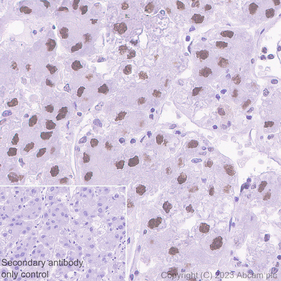 Immunohistochemistry (Formalin/PFA-fixed paraffin-embedded sections) - Anti-PUS10 antibody [EPR26272-66] - BSA and Azide free (ab313623), expandable thumbnail