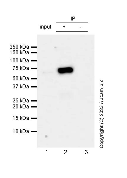 Immunoprecipitation - Anti-PUS10 antibody [EPR26272-66] - BSA and Azide free (AB313623)