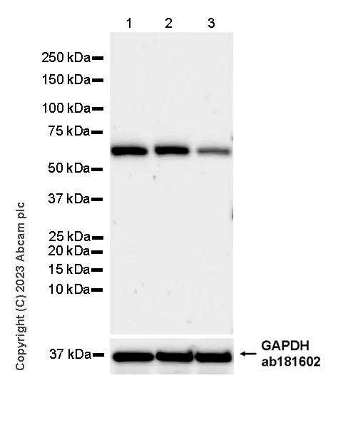 Western blot - Anti-PUS10 antibody [EPR26272-66] - BSA and Azide free (AB313623)