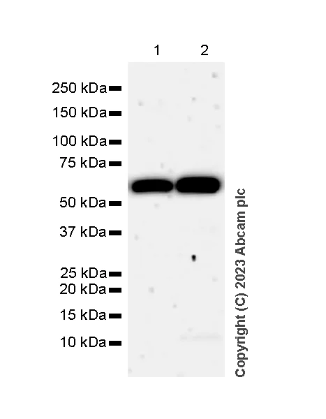 Western blot - Anti-PUS10 antibody [EPR26272-66] - BSA and Azide free (AB313623)