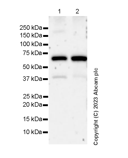Western blot - Anti-PUS10 antibody [EPR26272-66] - BSA and Azide free (AB313623)