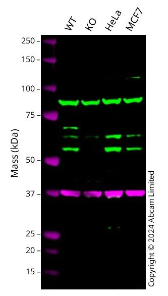 Western blot - Anti-PUS3 antibody - C-terminal (AB211270)