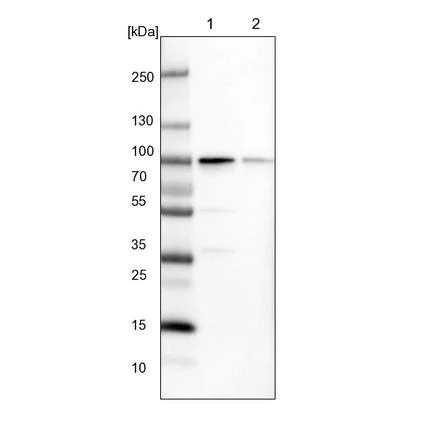 Western blot - Anti-PUS7 antibody (AB224119)