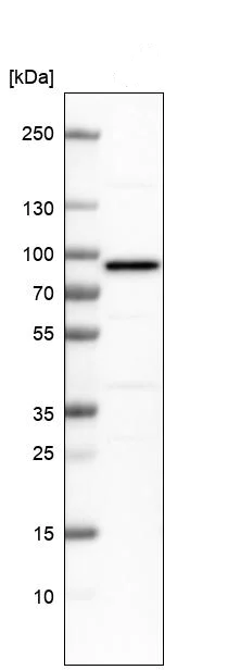 Western blot - Anti-PUS7 antibody (AB224119)