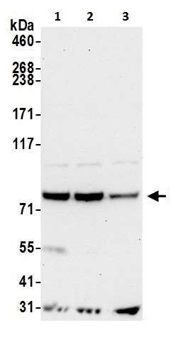 Western blot - Anti-PUS7 antibody (AB226257), expandable thumbnail