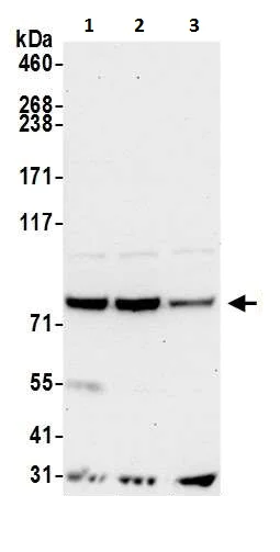 Western blot - Anti-PUS7 antibody (AB226257)