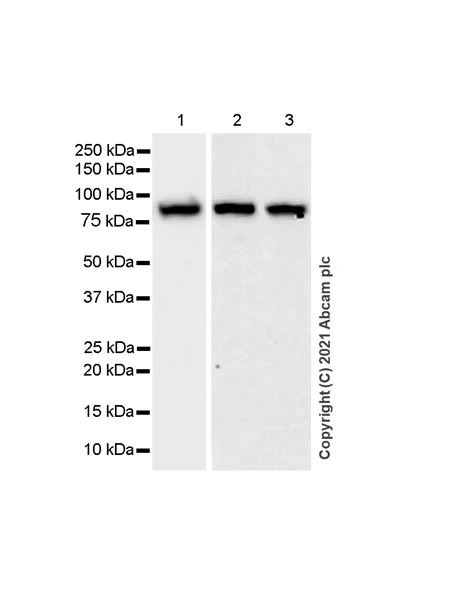Western blot - Anti-PUS7 antibody [EPR25172-31] (AB289857)