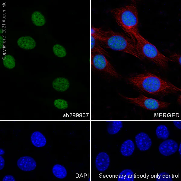 Immunocytochemistry/ Immunofluorescence - Anti-PUS7 antibody [EPR25172-31] - BSA and Azide free (AB289865)