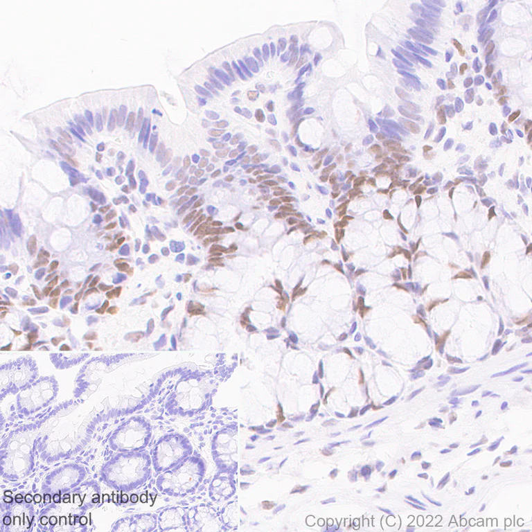 Immunohistochemistry (Formalin/PFA-fixed paraffin-embedded sections) - Anti-PUS7 antibody [EPR25172-31] - BSA and Azide free (AB289865)
