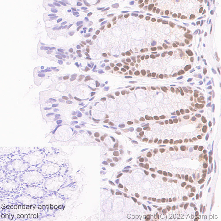 Immunohistochemistry (Formalin/PFA-fixed paraffin-embedded sections) - Anti-PUS7 antibody [EPR25172-31] - BSA and Azide free (AB289865)