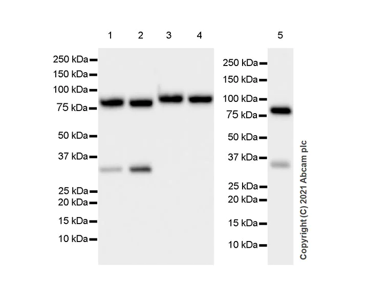 Western blot - Anti-PUS7 antibody [EPR25172-31] - BSA and Azide free (AB289865)