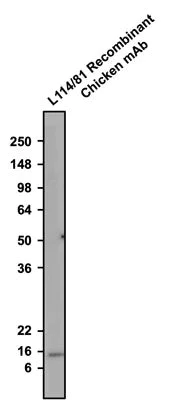 Western blot - Anti-Pvalb antibody [L114/81] - Chicken IgY (Chimeric) (AB325665)