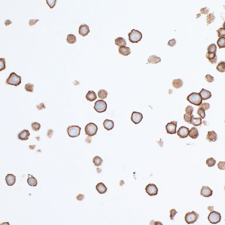 Immunocytochemistry - Anti-PVR/CD155 antibody [BLR074G] - BSA free (AB314064)