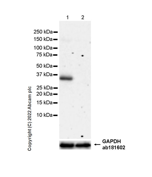 Western blot - Anti-PVRIG/CD112R antibody [EPR26274-202] - BSA and Azide free (AB307596), expandable thumbnail