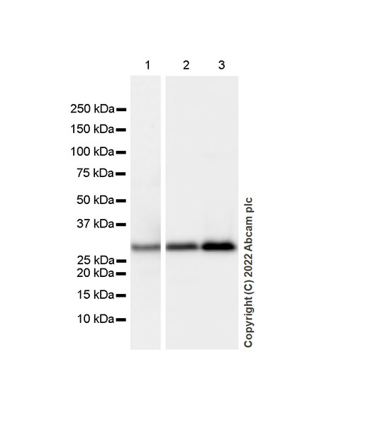 Western blot - Anti-PVRIG/CD112R antibody [EPR26274-202] - BSA and Azide free (AB307596), expandable thumbnail