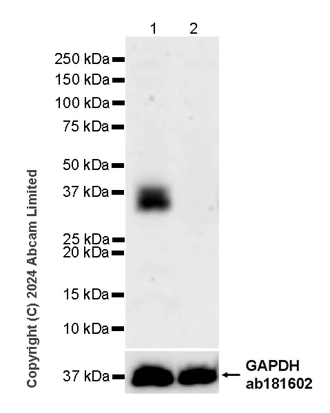 Western blot - Anti-PVRIG/CD112R antibody [EPR29052-91] (AB322348)
