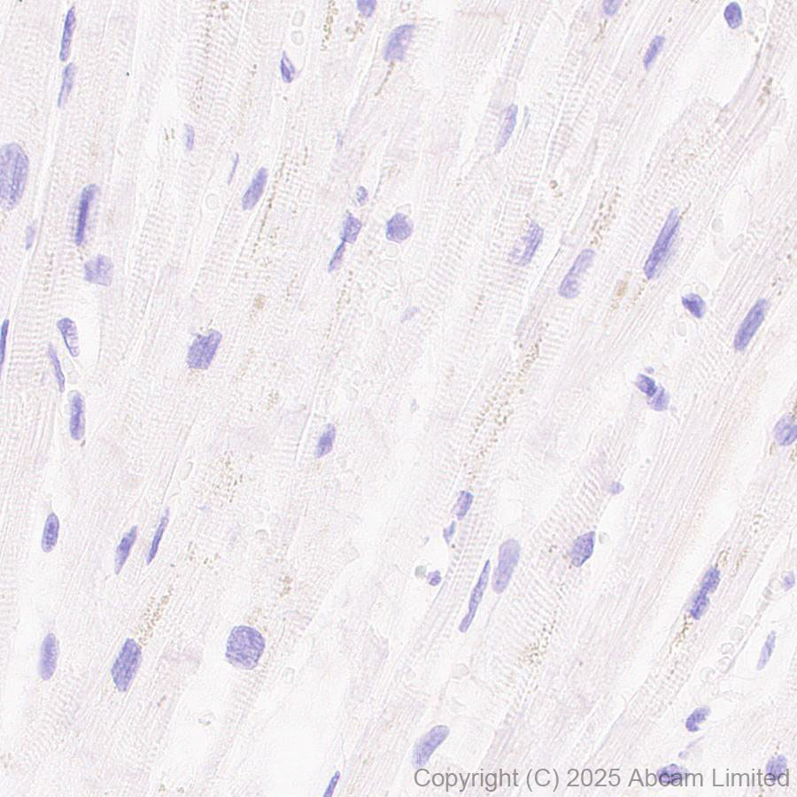 Immunohistochemistry (Formalin/PFA-fixed paraffin-embedded sections) - Anti-PVRL1/NECTIN1 antibody [EPR29038-520] - BSA and Azide free (AB323705), expandable thumbnail