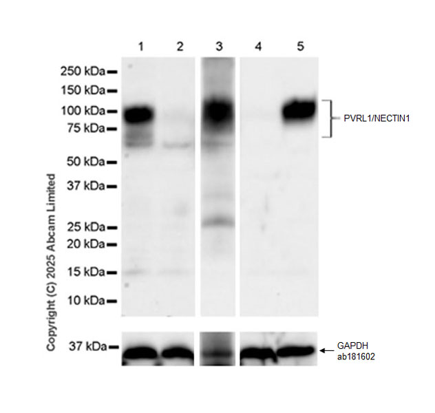 Western blot - Anti-PVRL1/NECTIN1 antibody [EPR29038-520] - BSA and Azide free (ab323705), expandable thumbnail