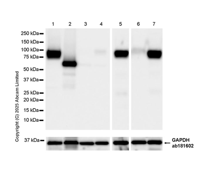 Western blot - Anti-PVRL1/NECTIN1 antibody [EPR29038-520] - BSA and Azide free (ab323705), expandable thumbnail