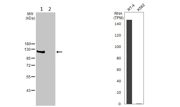 Western blot - Anti-PVRL1/NECTIN1 antibody - N-terminal (AB229464)