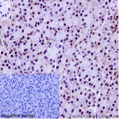 Immunohistochemistry (Formalin/PFA-fixed paraffin-embedded sections) - Anti-PWP1 antibody [EPR16130] (AB190794), expandable thumbnail