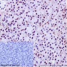 Immunohistochemistry (Formalin/PFA-fixed paraffin-embedded sections) - Anti-PWP1 antibody [EPR16130] (AB190794)