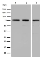 Western blot - Anti-PWP1 antibody [EPR16130] (AB190794)