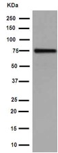 Western blot - Anti-PWP1 antibody [EPR16130] (AB190794), expandable thumbnail