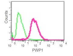 Flow Cytometry (Intracellular) - Anti-PWP1 antibody [EPR16130] - BSA and Azide free (AB251037)