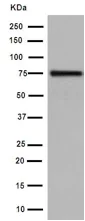 Western blot - Anti-PWP1 antibody [EPR16130] - BSA and Azide free (AB251037)