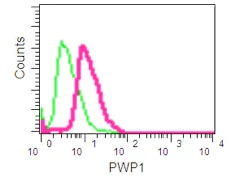 Flow Cytometry (Intracellular) - Anti-PWP1 antibody [EPR16131] - BSA and Azide free (AB251038)