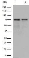 Western blot - Anti-PWP1 antibody [EPR16131] - BSA and Azide free (AB251038)