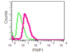 Flow Cytometry (Intracellular) - Anti-PWP1 antibody [EPR16131] - C-terminal (AB190795)