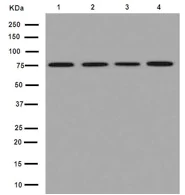 Western blot - Anti-PWP1 antibody [EPR16131] - C-terminal (AB190795)