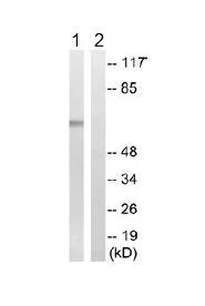 Western blot - Anti-PWWP domain-containing protein 2B antibody (AB110052)