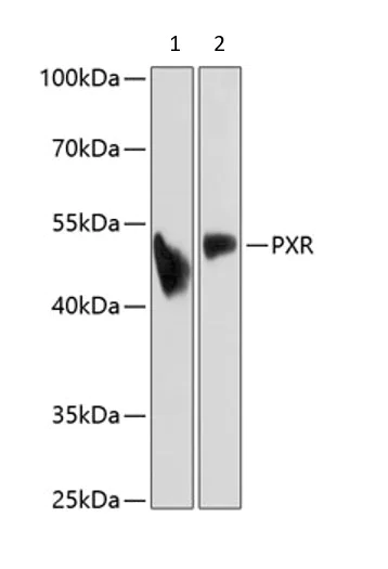 Western blot - Anti-PXR antibody (AB192579)