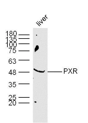 Western blot - Anti-PXR antibody (AB217375)