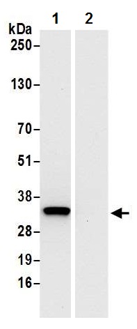 Immunoprecipitation - Anti-PYCR1 antibody - C-terminal (AB226340)