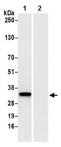 Immunoprecipitation - Anti-PYCR1 antibody - C-terminal (AB226340)