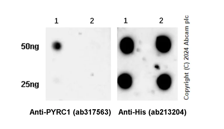 Dot Blot - Anti-PYCR1 antibody [EPR28646-7] - BSA and Azide free (AB317564)