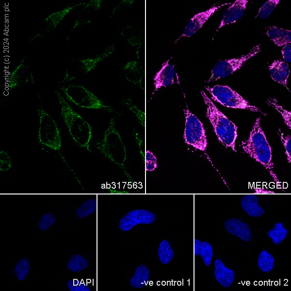 Immunocytochemistry/ Immunofluorescence - Anti-PYCR1 antibody [EPR28646-7] - BSA and Azide free (AB317564)