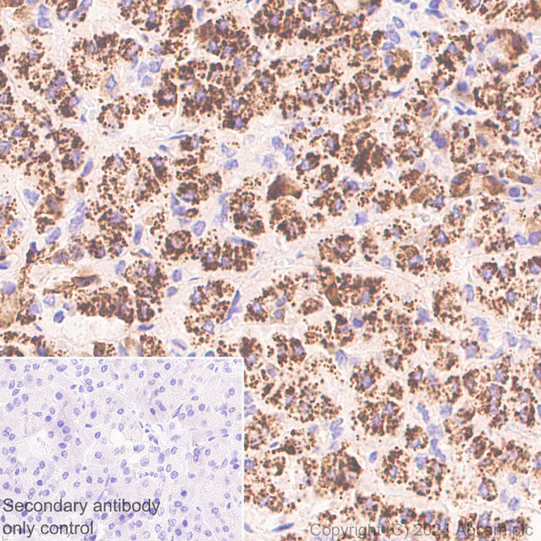 Immunohistochemistry (Formalin/PFA-fixed paraffin-embedded sections) - Anti-PYCR1 antibody [EPR28646-7] - BSA and Azide free (AB317564)