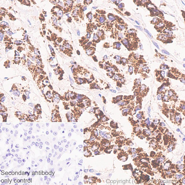 Immunohistochemistry (Formalin/PFA-fixed paraffin-embedded sections) - Anti-PYCR1 antibody [EPR28646-7] - BSA and Azide free (AB317564)