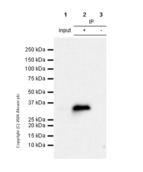Immunoprecipitation - Anti-PYCR1 antibody [EPR28646-7] - BSA and Azide free (AB317564)
