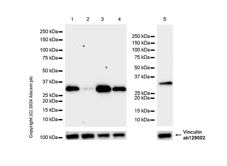 Western blot - Anti-PYCR1 antibody [EPR28646-7] - BSA and Azide free (AB317564)