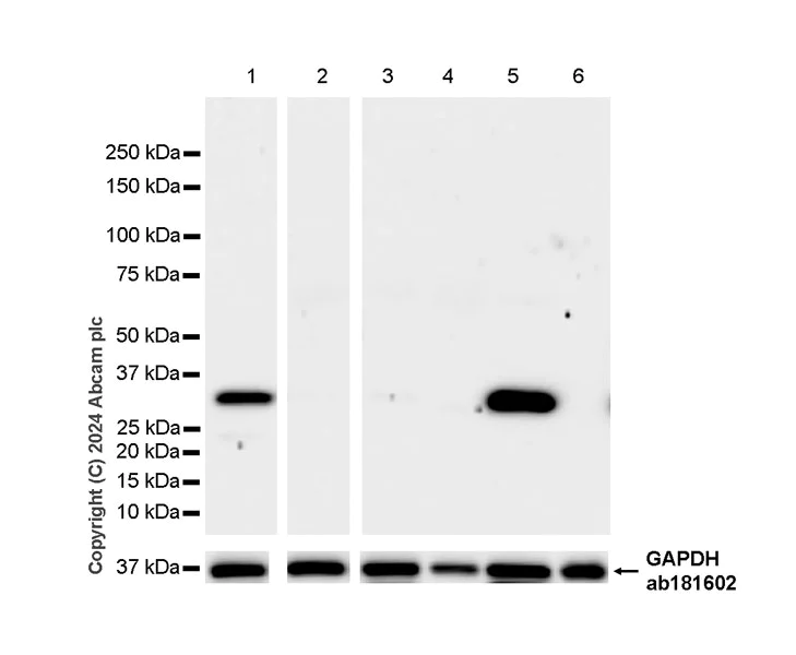 Western blot - Anti-PYCR1 antibody [EPR28646-7] - BSA and Azide free (AB317564)