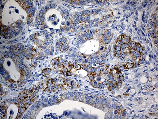 Immunohistochemistry (Formalin/PFA-fixed paraffin-embedded sections) - Anti-PYCR1 antibody [OTI4F2] (AB279385)