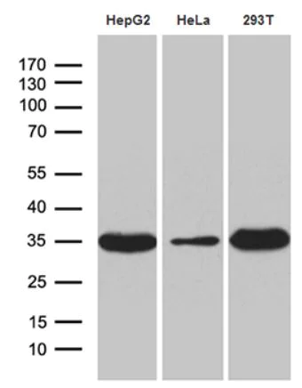 Western blot - Anti-PYCR1 antibody [OTI4F2] (AB279385)