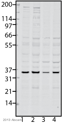 Western blot - Anti-PYCR2 antibody (AB103535), expandable thumbnail